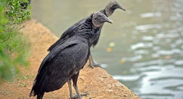 Black Vultures Spread North in Illinois, Causing Concern for Livestock Owners