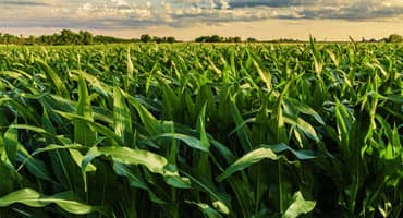 Illinois Farmland Prices Rise Sharply in Two Years