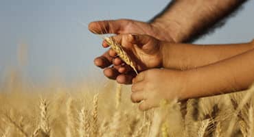 Illinois Wheat Crop Facing Challenges Due to Active Weather Conditions