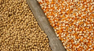 Illinois Farmers Planting Ahead of Schedule for Corn and Soybeans