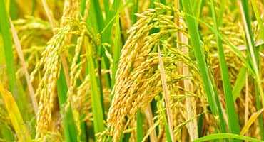 USDA Announces Signup for New Rice Production Program