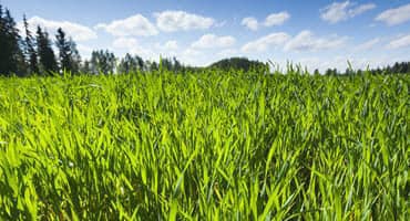 COVER Act Will Finally Make Cover Crop Benefits Accessible to All Farmers