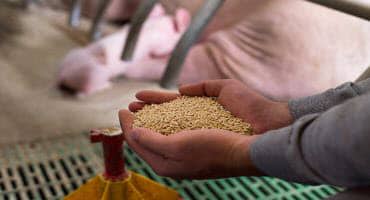 China Shifting From Corn To Wheat In Animal Feed, As U.S. Drought Takes Toll On Hay Market