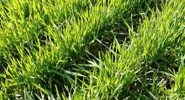 Winter Wheat Boosts All Wheat Acreage for Upcoming Season
