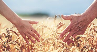 Southern Illinois Wheat Survey Reveals Potential for Record Yields