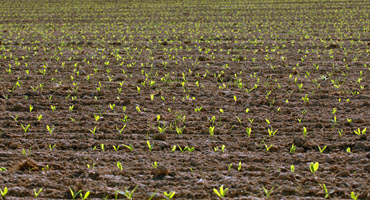 Agronomist Encouraged by Field Observations