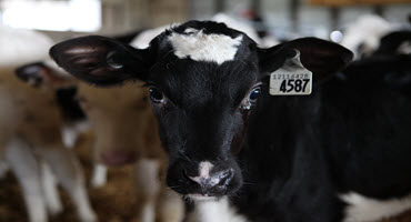 New Federal Funding Aims to Offset High Feed Costs for Organic Dairy Farms