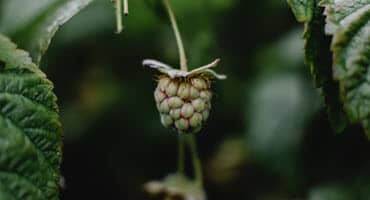 Wisconsin Drought, Jackson Raspberry Farmer Struggles: 'I Need Water'