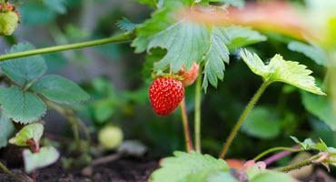 Strawberry Farmers Navigate Drought: Proper Irrigation Ensures Prosperity Amidst Challenging Conditions
