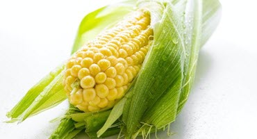 Canned, Frozen Corn Industry Struggling Across US Growing Regions
