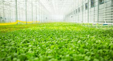 Bright Farms Breaks Ground on Greenhouse Hub in Lorena, Texas