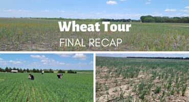 Kansas Wheat Tour Provides Harrowing Results