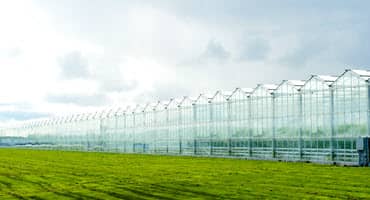Mealybug Management in Greenhouses: Strategies for Effective Management