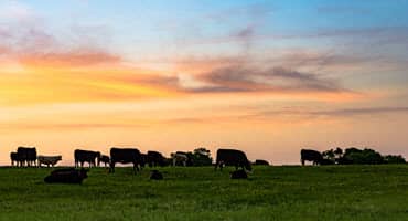 North Dakota pastureland values increase faster than cropland values in 2023