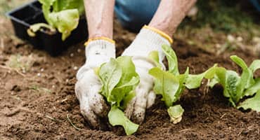 Southern Extension Offices Growing Crops, Research