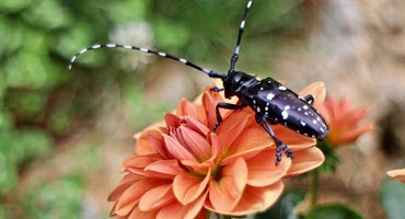 Invasive Bugs Threaten Kentucky's Forests and Agriculture