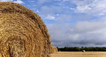 Considerations for Annual Forage Production This Season