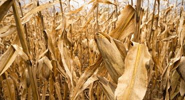 Developing a Harvest Strategy for the 2023 Corn Silage Crop