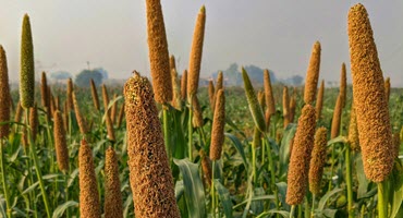 Kansas State University Leads Global Effort to Address Challenges in Sorghum and Millet Production