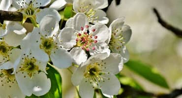 Kansas Department of Agriculture Seeks Public Input to Curb Spread of Invasive Callery Pear Trees