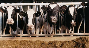 Major Dairy Show Underway in Casey County