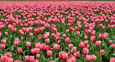 KDA Celebrating State’s Flower-Growing Industry During Kentucky Grown Cut Flower Month in July