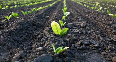 Corn, Soybean, Tobacco Field Day is July 25 in Princeton