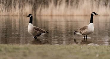 How New York State is Tracking Avian Flu and Spring Bird Migration