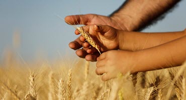 US Wheat Planting Area Poised to Reach Seven-Year High