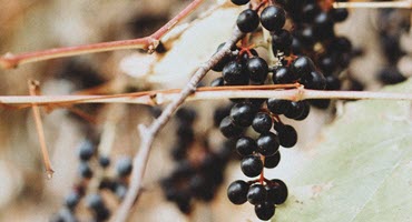 Elderberries Are a Successful Niche Crop at a Crossroads: Go Big or Stay Small