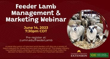 Feeder Lamb Management and Marketing Webinar to Address Sheep Industry Challenges
