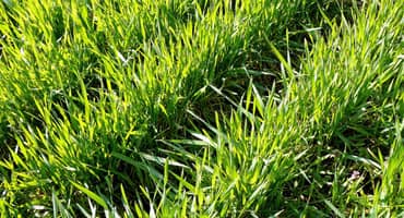 59% of Ohio Winter Wheat Rated Good to Excellent