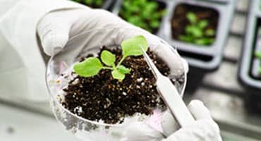 MN Corn Offering Free Nitrate Screenings