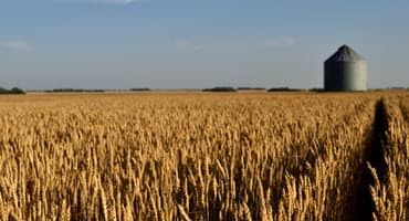 Midwest Farmers Harvest Bountiful Wheat Crop