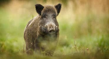 Minnesota Hopes to Restrict Eurasian Pig Population