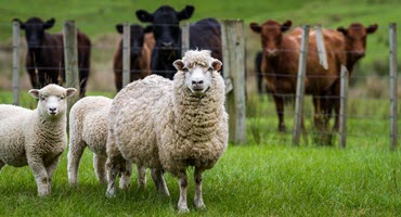 University of Minnesota Extension to Host Sheep and Goat Parasite Webinar