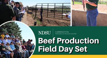 NDSU Carrington Research Extension Center Beef Production Field Day Set