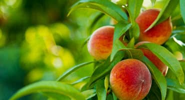 It's Slim Pickings for Southern Illinois Peaches This Year — And You'll Pay More