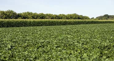Western Bean Cutworm's Effects on Corn Silage Quality Revealed