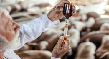 Livestock Producers Will Need Veterinary Approval for Antibiotics Beginning June 11