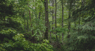 Drier Conditions Could Mean Trouble for Missouri's Forests