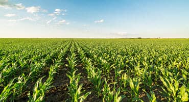 More Corn Acreage Expected in Ohio and Pennsylvania