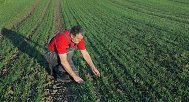 62% of Ohio Winter Wheat Rated Good to Excellent