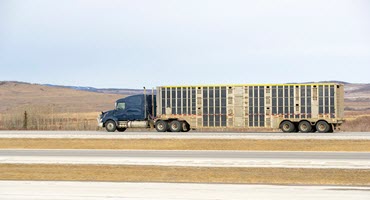 Stricter Consequences Considered in Mo for Disrupting Livestock Hauls