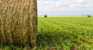 Alfalfa Scissor-Cut Harvest Alert: A Valuable Decision Tool for Growers