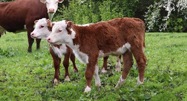 Investigating the Two-Step Weaning Strategy in Beef Calves