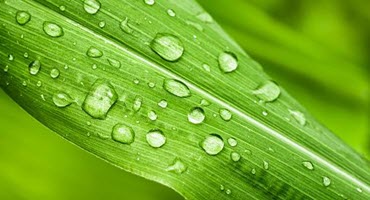 Iowa Farmers Progress Despite Rainy Conditions