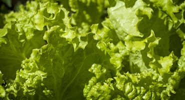 Special Crops Industry Facing Challenges