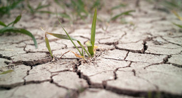Iowa Farmers Battle Drought: A Roll of the Dice and Prayers for Rain