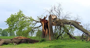 USDA Offers Low-Interest Physical Loss Loans for Minnesota Producers Affected by High Winds